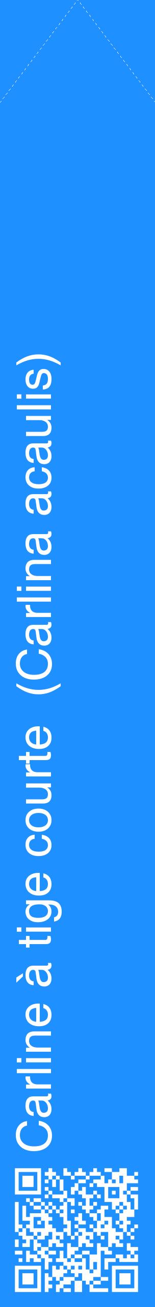 Étiquette de : Carlina acaulis - format c - style blanche3_simplehel avec qrcode et comestibilité