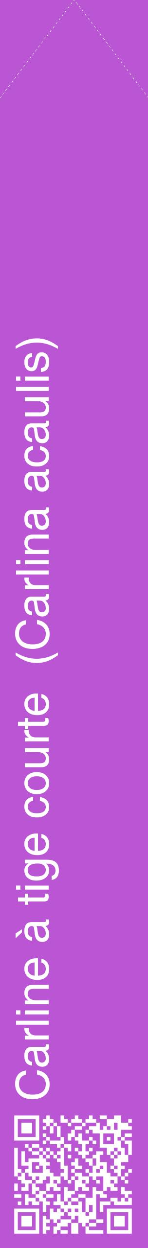 Étiquette de : Carlina acaulis - format c - style blanche50_simplehel avec qrcode et comestibilité