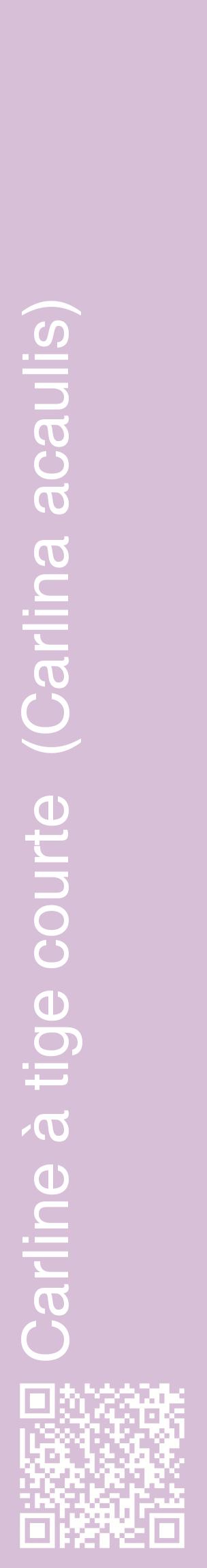 Étiquette de : Carlina acaulis - format c - style blanche54_basiquehel avec qrcode et comestibilité