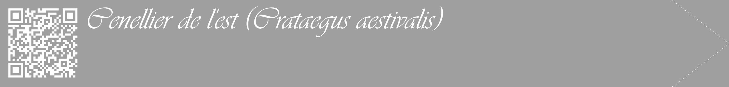 Étiquette de : Crataegus aestivalis - format c - style blanche24_simple_simpleviv avec qrcode et comestibilité