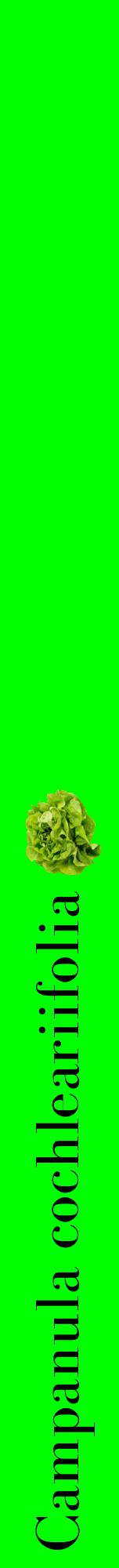 Étiquette de : Campanula cochleariifolia - format a - style noire16bod avec comestibilité simplifiée