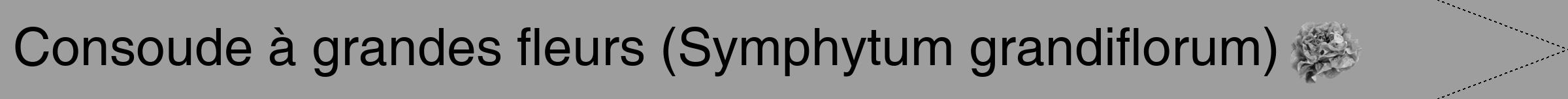 Étiquette de : Symphytum grandiflorum - format b - style noire23hel avec comestibilité simplifiée