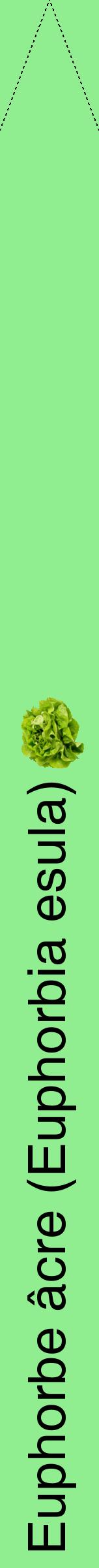 Étiquette de : Euphorbia esula - format b - style noire15hel avec comestibilité simplifiée