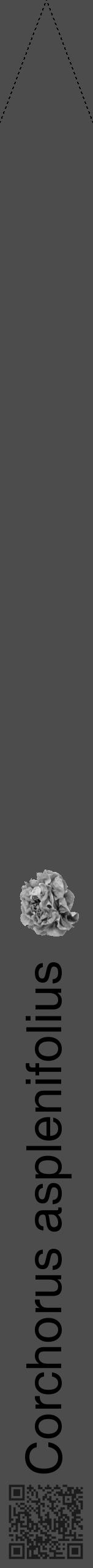 Étiquette de : Corchorus asplenifolius - format b - style noire27hel avec qrcode et comestibilité simplifiée - position verticale