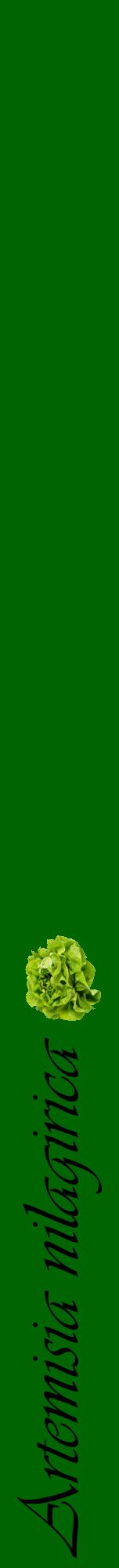 Étiquette de : Artemisia nilagirica - format a - style noire8viv avec comestibilité simplifiée