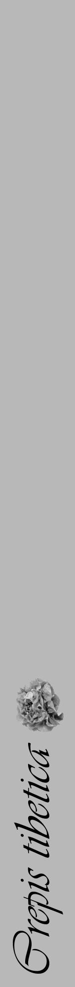 Étiquette de : Crepis tibetica - format a - style noire39viv avec comestibilité simplifiée - position verticale