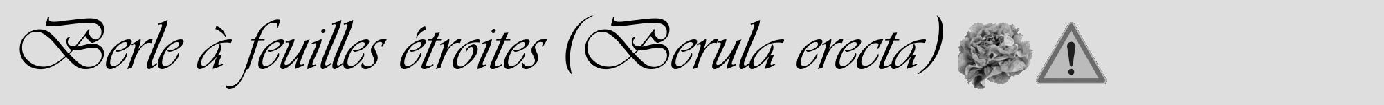 Étiquette de : Berula erecta - format a - style noire20viv avec comestibilité simplifiée