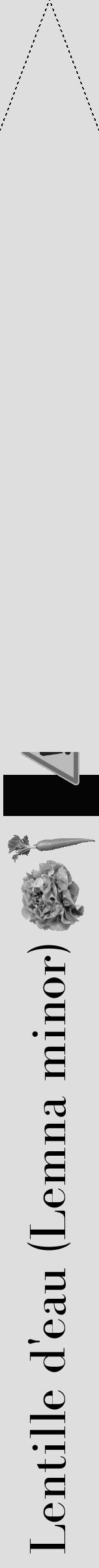 Étiquette de : Lemna minor - format b - style noire20bod avec comestibilité simplifiée - position verticale
