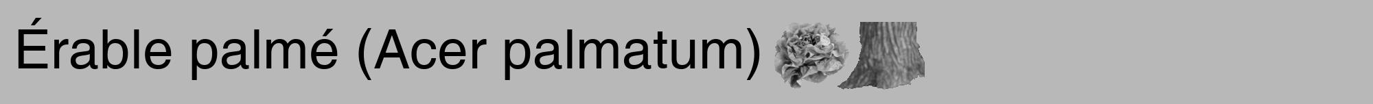 Étiquette de : Acer palmatum - format a - style noire39hel avec comestibilité simplifiée