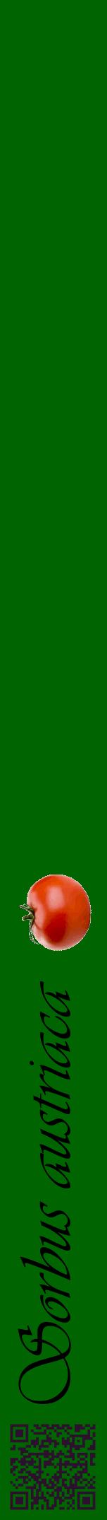 Étiquette de : Sorbus austriaca - format a - style noire8viv avec qrcode et comestibilité simplifiée