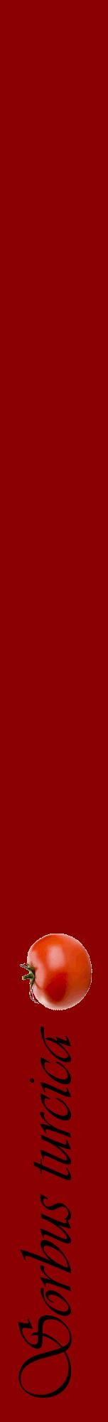 Étiquette de : Sorbus turcica - format a - style noire34viv avec comestibilité simplifiée