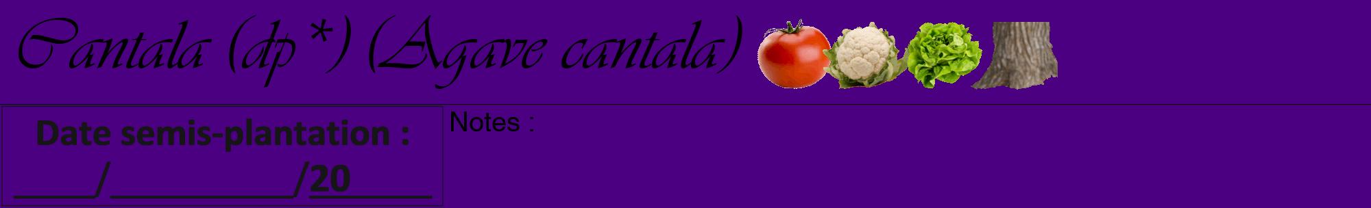 Étiquette de : Agave cantala - format a - style noire47viv avec comestibilité simplifiée