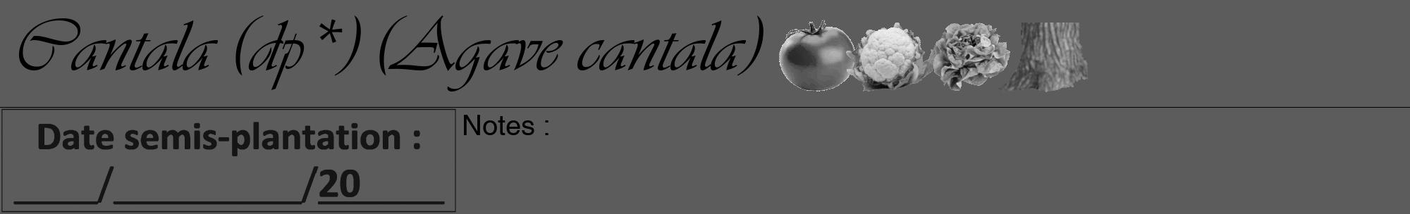 Étiquette de : Agave cantala - format a - style noire49viv avec comestibilité simplifiée