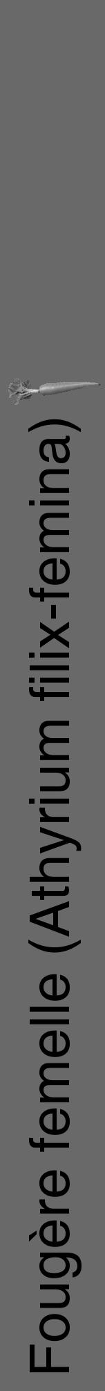 Étiquette de : Athyrium filix-femina - format a - style noire11hel avec comestibilité simplifiée - position verticale