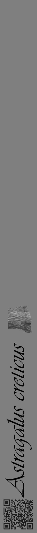 Étiquette de : Astragalus creticus - format a - style noire31viv avec qrcode et comestibilité simplifiée - position verticale