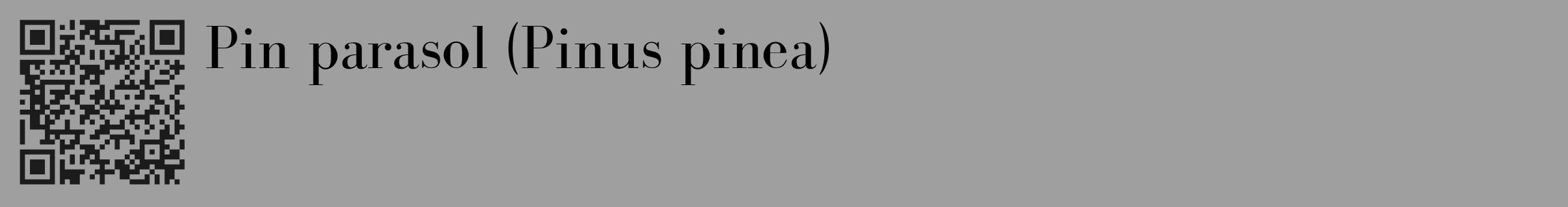 Étiquette de : Pinus pinea - format c - style noire24_basique_basiquebod avec qrcode et comestibilité
