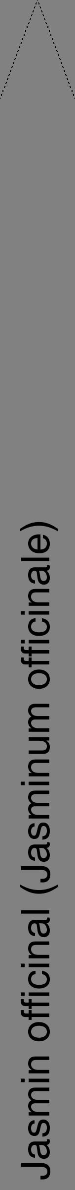 Étiquette de : Jasminum officinale - format b - style noire50hel avec comestibilité - position verticale