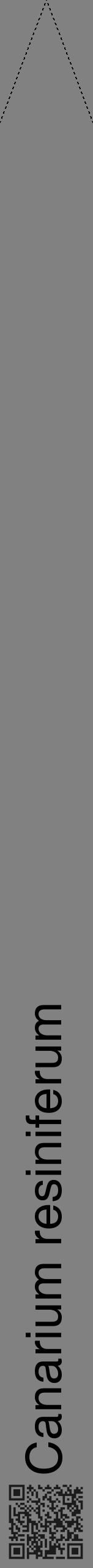 Étiquette de : Canarium resiniferum - format b - style noire50hel avec qrcode et comestibilité - position verticale