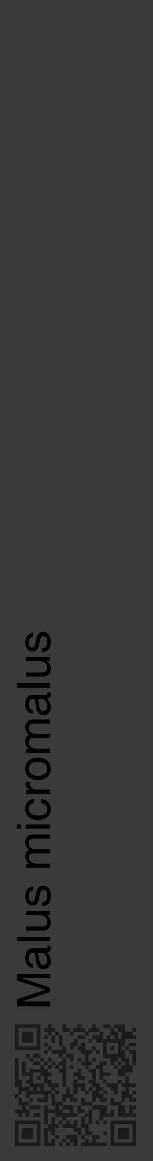 Étiquette de : Malus micromalus - format c - style noire8_basique_basiquehel avec qrcode et comestibilité - position verticale