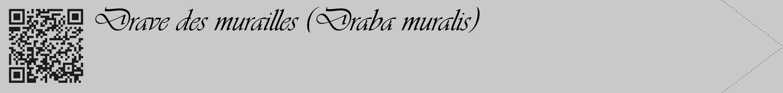 Étiquette de : Draba muralis - format c - style noire54_simple_simpleviv avec qrcode et comestibilité