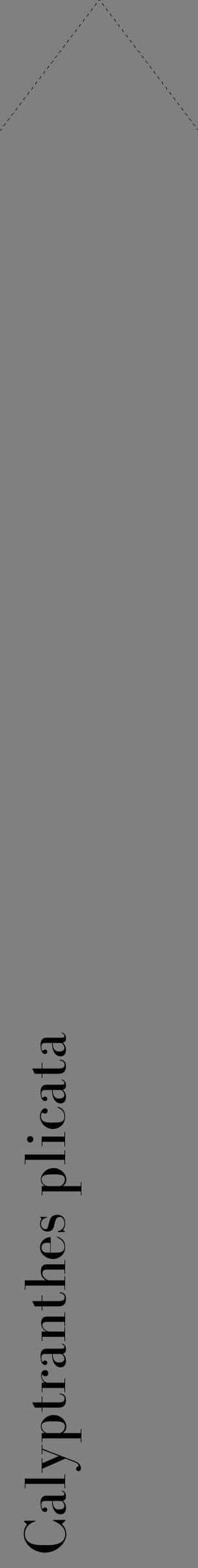 Étiquette de : Calyptranthes plicata - format c - style noire57_simplebod avec comestibilité