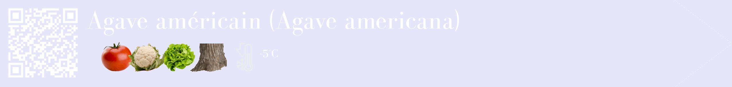 Étiquette de : Agave americana - format c - style blanche55_simple_simplebod avec qrcode et comestibilité simplifiée