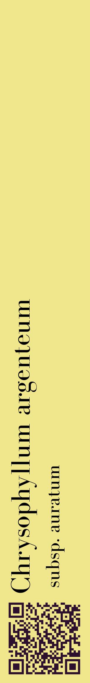 Étiquette de : Chrysophyllum argenteum subsp. auratum - format c - style noire20_basiquebod avec qrcode et comestibilité
