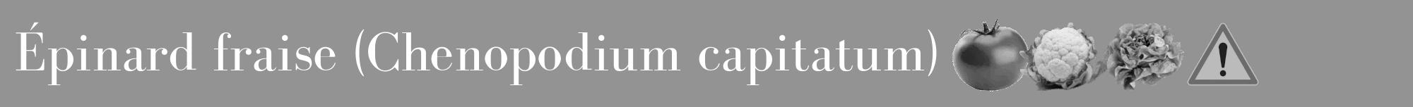 Étiquette de : Chenopodium capitatum - format a - style blanche44bod avec comestibilité simplifiée