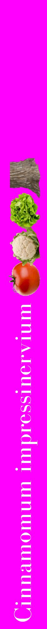Étiquette de : Cinnamomum impressinervium - format a - style blanche51bod avec comestibilité simplifiée
