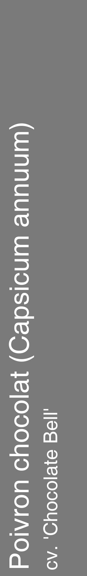 Étiquette de : Capsicum annuum cv. 'Chocolate Bell' - format c - style blanche3_basique_basiquehel avec comestibilité - position verticale