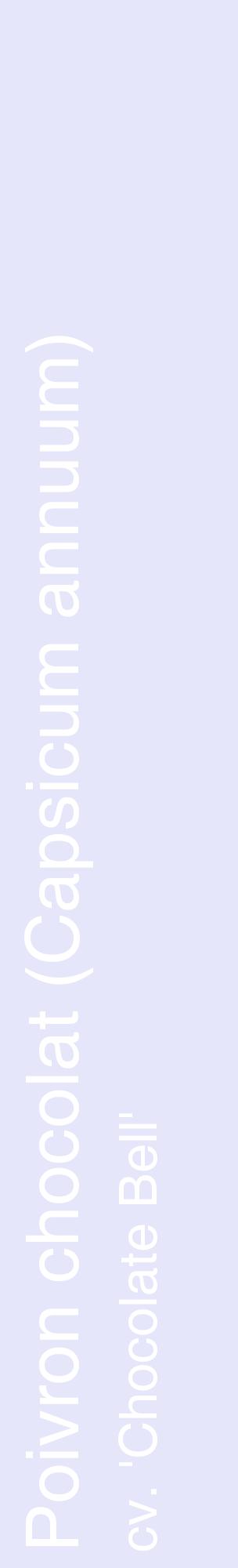 Étiquette de : Capsicum annuum cv. 'Chocolate Bell' - format c - style blanche55_basiquehel avec comestibilité