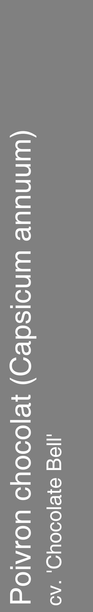 Étiquette de : Capsicum annuum cv. 'Chocolate Bell' - format c - style blanche57_basiquehel avec comestibilité
