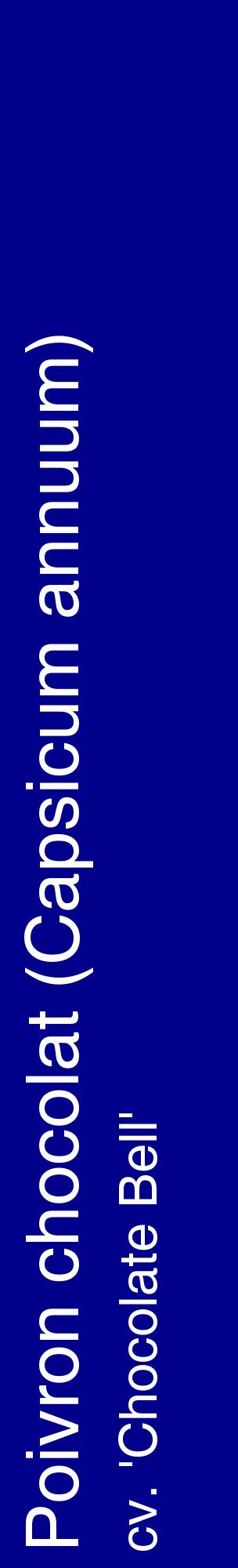 Étiquette de : Capsicum annuum cv. 'Chocolate Bell' - format c - style blanche7_basiquehel avec comestibilité