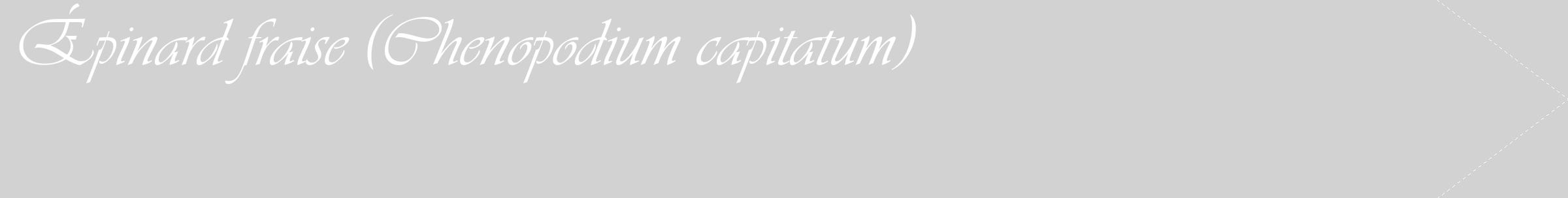 Étiquette de : Chenopodium capitatum - format c - style blanche14_simple_simpleviv avec comestibilité