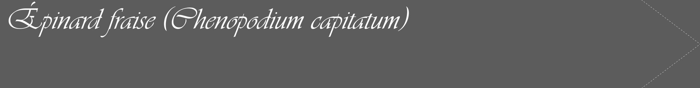 Étiquette de : Chenopodium capitatum - format c - style blanche49_simple_simpleviv avec comestibilité