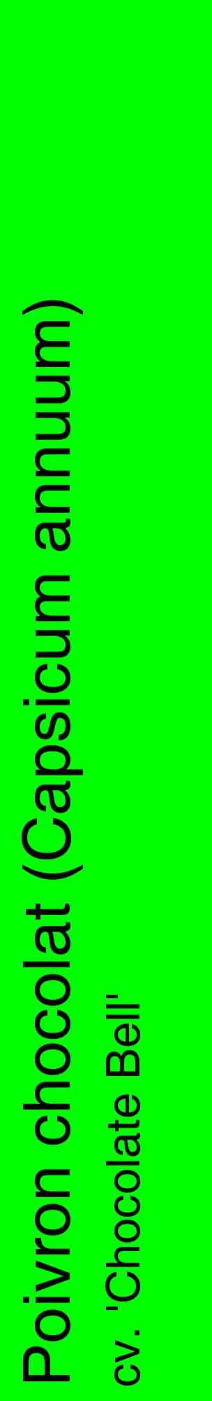 Étiquette de : Capsicum annuum cv. 'Chocolate Bell' - format c - style noire16_basiquehel avec comestibilité