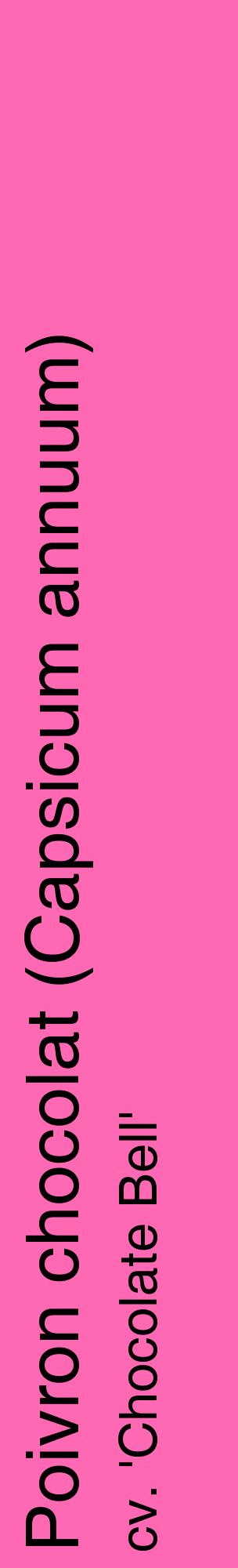 Étiquette de : Capsicum annuum cv. 'Chocolate Bell' - format c - style noire42_basiquehel avec comestibilité