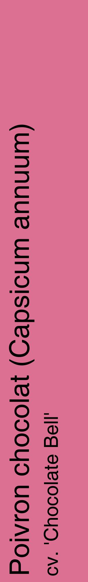 Étiquette de : Capsicum annuum cv. 'Chocolate Bell' - format c - style noire44_basiquehel avec comestibilité