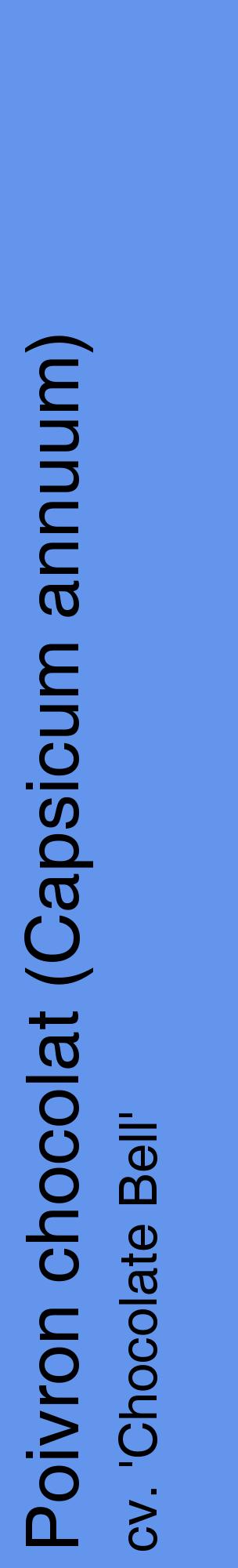 Étiquette de : Capsicum annuum cv. 'Chocolate Bell' - format c - style noire4_basiquehel avec comestibilité