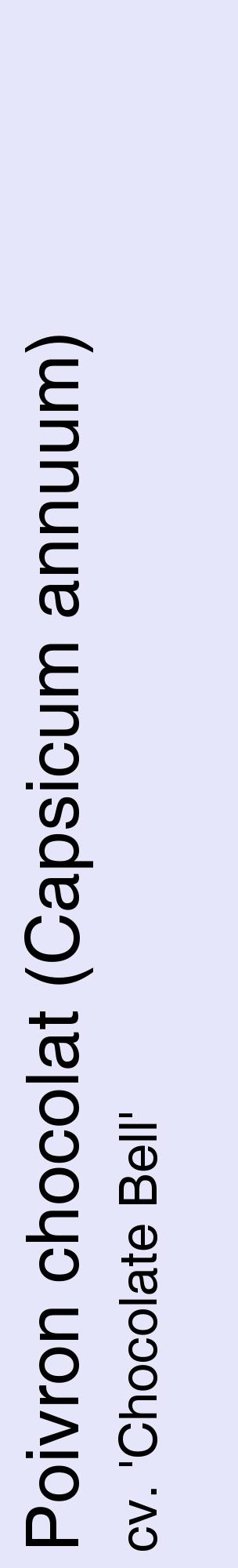 Étiquette de : Capsicum annuum cv. 'Chocolate Bell' - format c - style noire55_basiquehel avec comestibilité