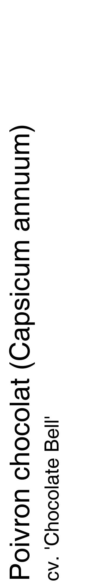 Étiquette de : Capsicum annuum cv. 'Chocolate Bell' - format c - style noire60_basiquehel avec comestibilité