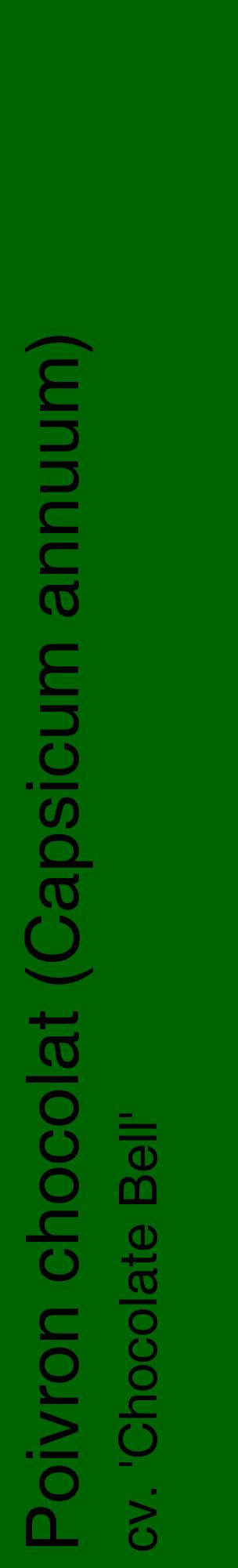 Étiquette de : Capsicum annuum cv. 'Chocolate Bell' - format c - style noire8_basiquehel avec comestibilité
