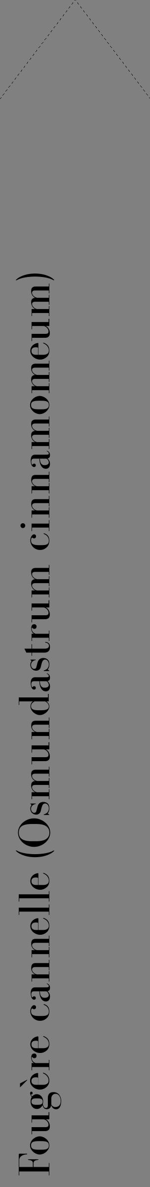 Étiquette de : Osmundastrum cinnamomeum - format c - style noire57_simplebod avec comestibilité