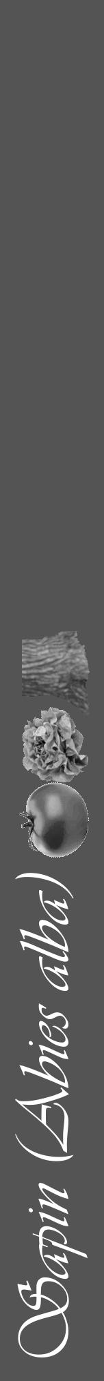 Étiquette de : Abies alba - format a - style blanche30viv avec comestibilité simplifiée - position verticale