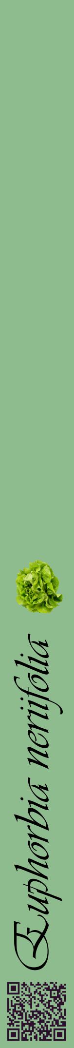 Étiquette de : Euphorbia neriifolia - format a - style noire13viv avec qrcode et comestibilité simplifiée
