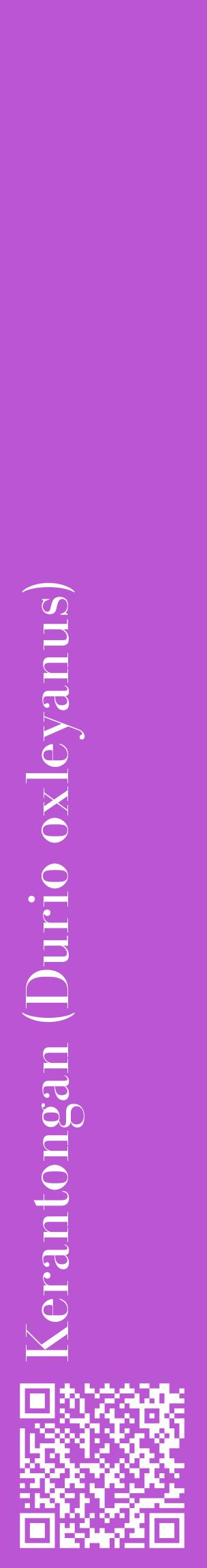 Étiquette de : Durio oxleyanus - format c - style blanche50_basiquebod avec qrcode et comestibilité