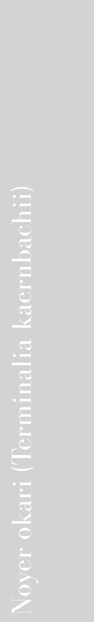 Étiquette de : Terminalia kaernbachii - format c - style blanche56_basiquebod avec comestibilité