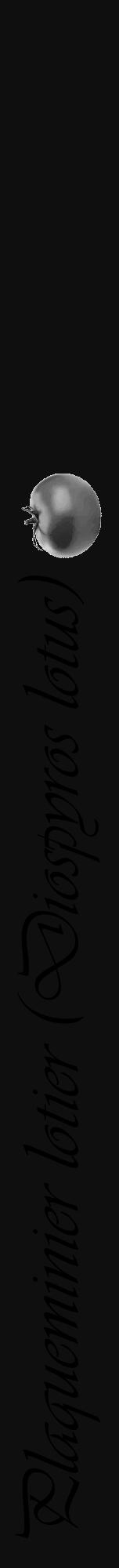 Étiquette de : Diospyros lotus - format a - style noire7viv avec comestibilité simplifiée - position verticale