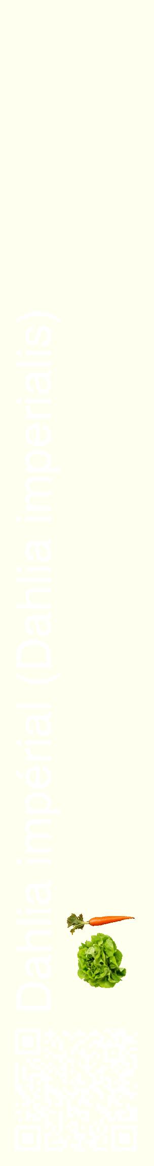 Étiquette de : Dahlia imperialis - format c - style blanche19_basiquehel avec qrcode et comestibilité simplifiée