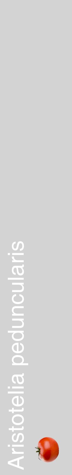 Étiquette de : Aristotelia peduncularis - format c - style blanche56_basiquehel avec comestibilité simplifiée